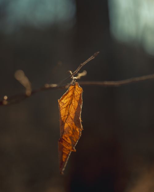 Free A single brown leaf hangs on a branch, embodying autumn's transition. Stock Photo