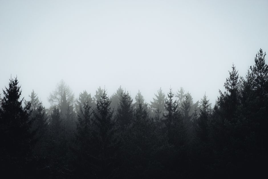 Serene view of a foggy forest with silhouetted pine trees creating a moody atmosphere.