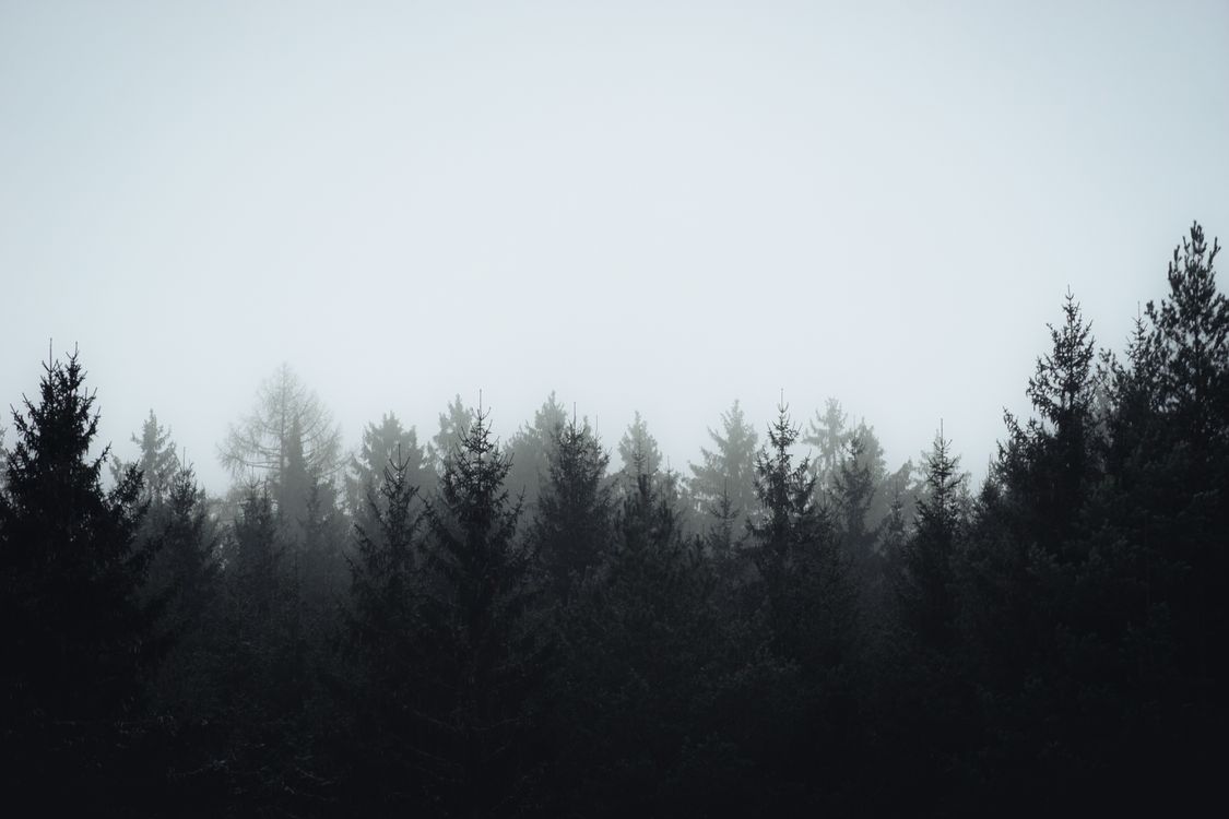 Mystical Foggy Forest with Pine Trees · Free Stock Photo
