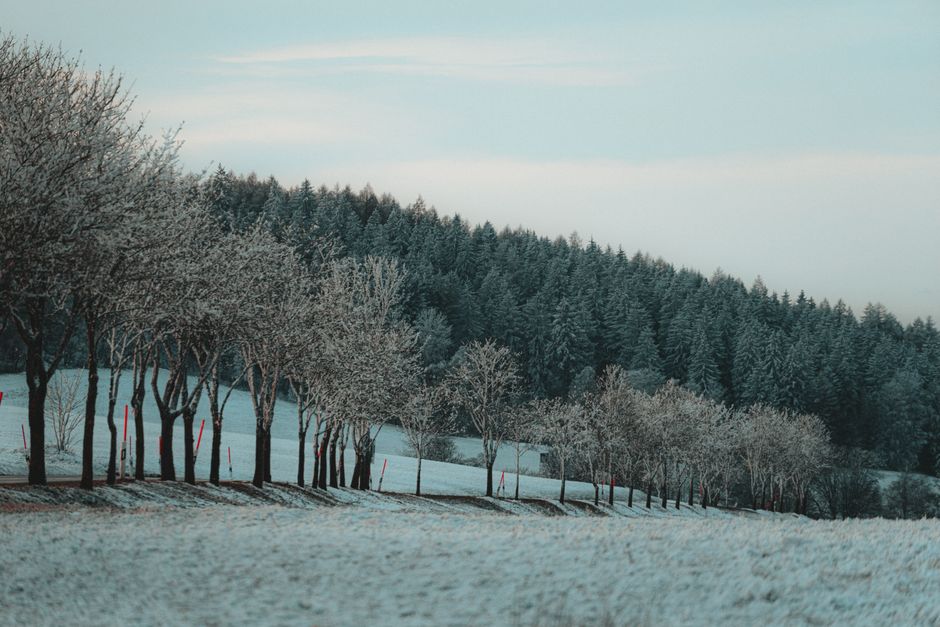 A serene winter scene with snow-covered trees and distant forest.