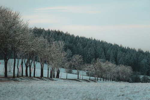 Free A serene winter scene with snow-covered trees and distant forest. Stock Photo