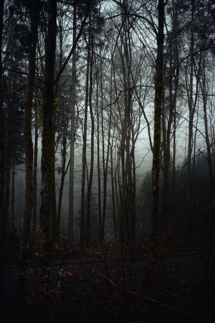 Eerie fog envelops towering trees in a tranquil, mysterious forest setting.. eerie, envelops, towering