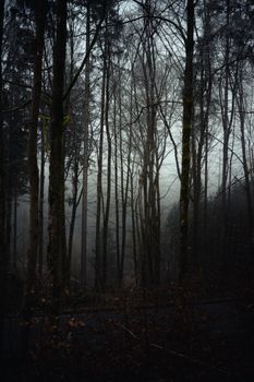 Eerie fog envelops towering trees in a tranquil, mysterious forest setting.. eerie, envelops, towering