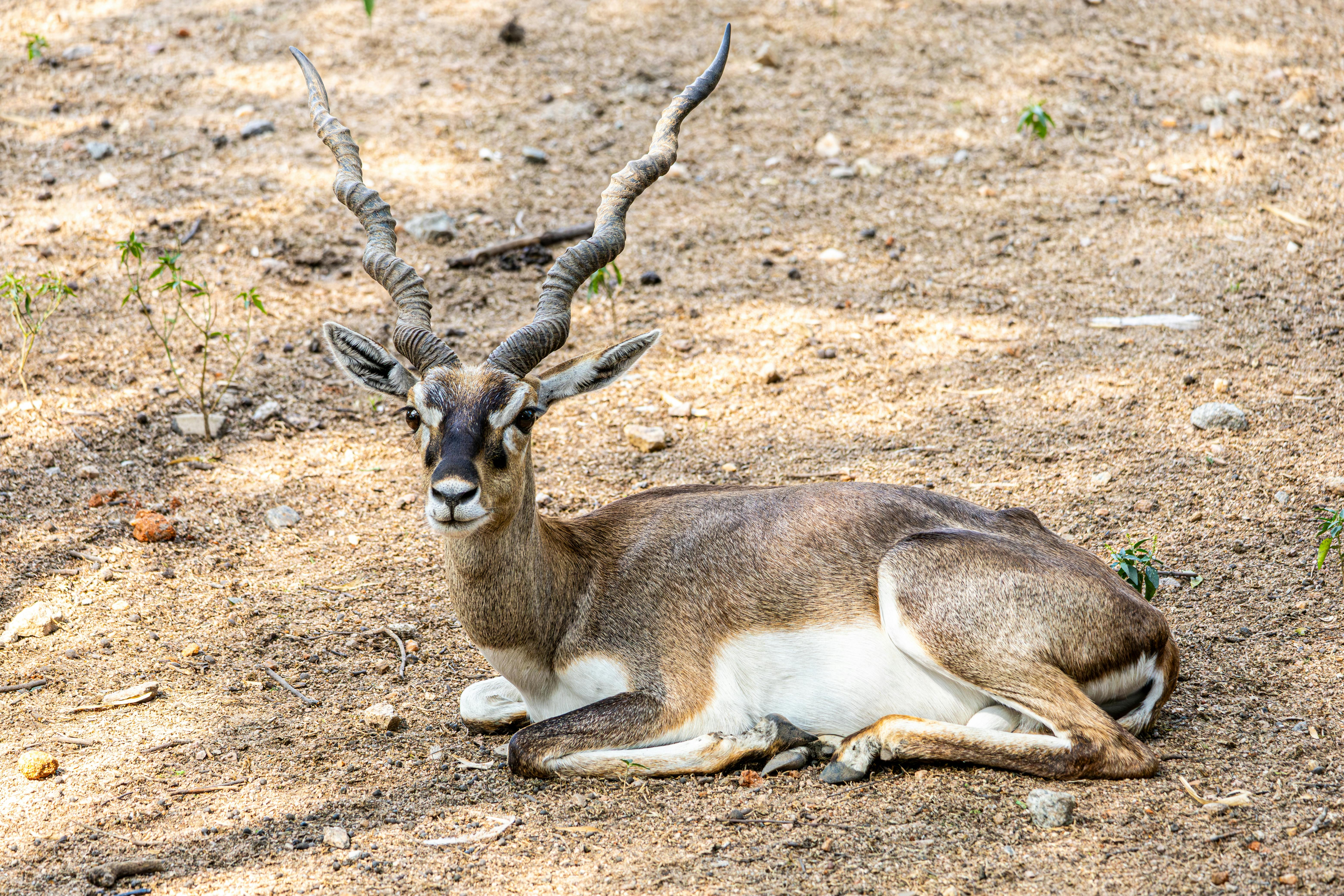 Gratuit Antilope majestueuse à cornes en spirale se reposant dans un cadre naturel ensoleillé. Photos