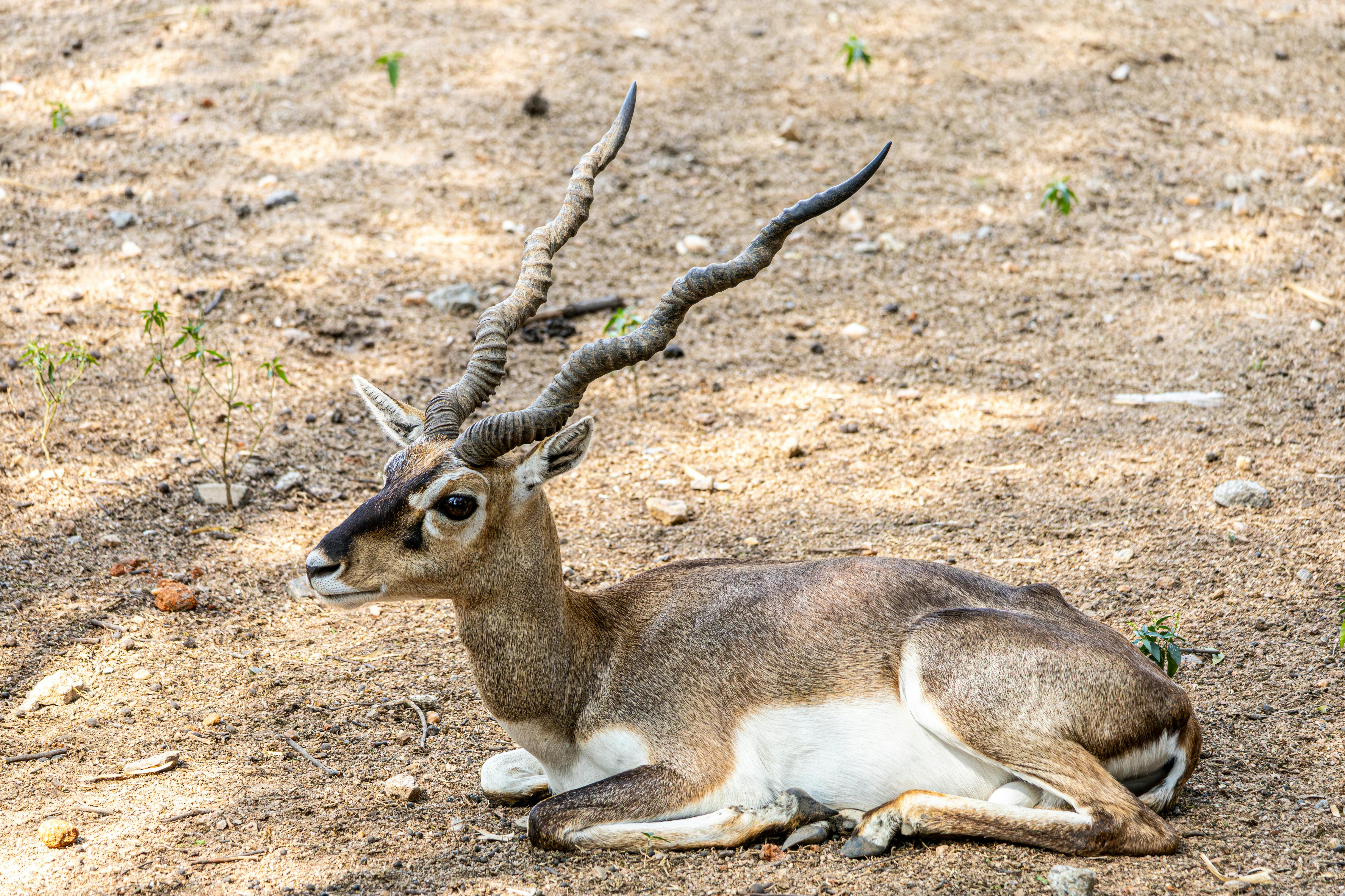 grátis Um antílope antílope com chifres espirais impressionantes descansando em solo arenoso sob o sol. Foto profissional