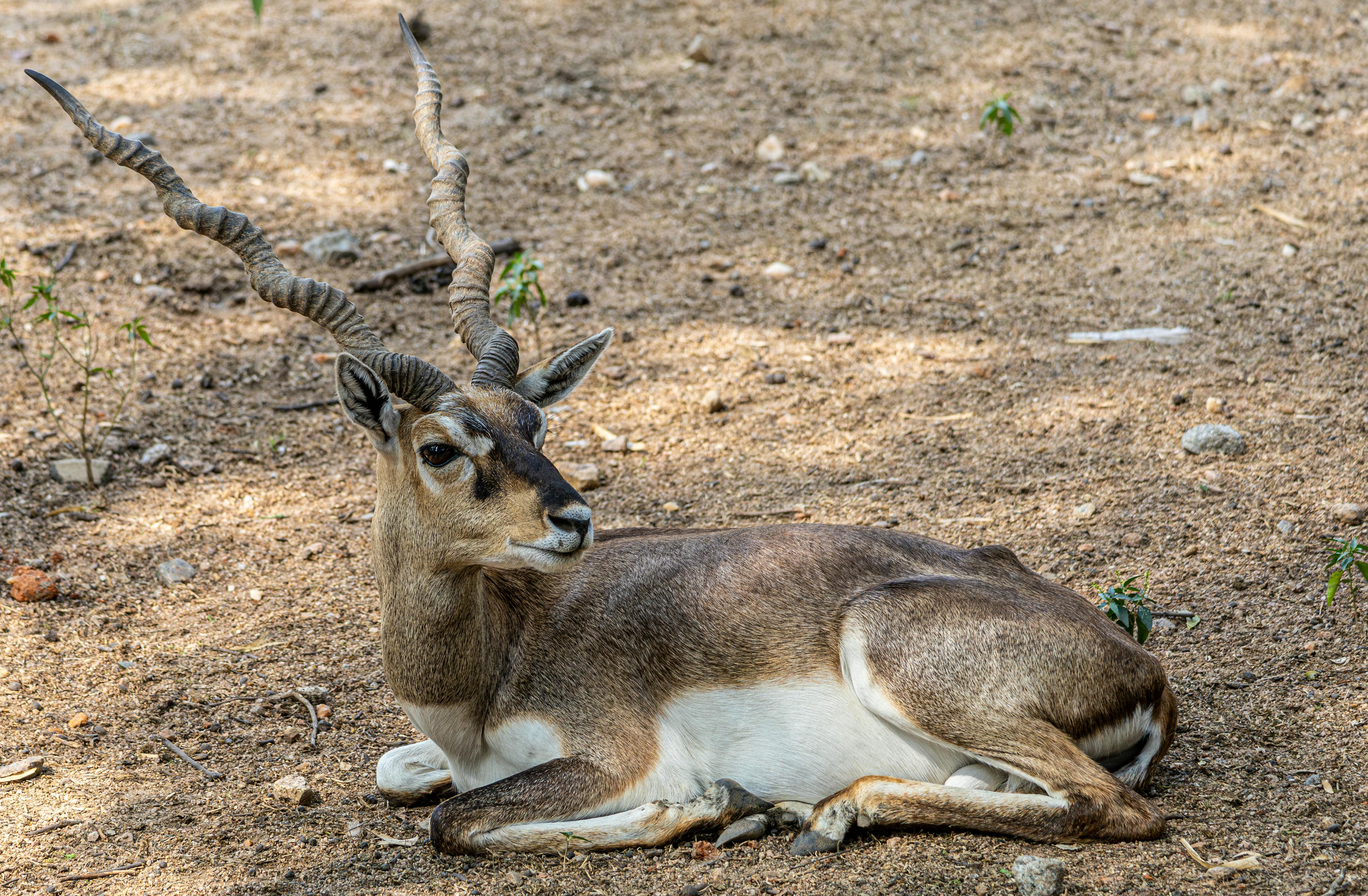 grátis Um antílope blackbuck sereno descansando em solo seco e terroso em seu habitat natural. Foto profissional