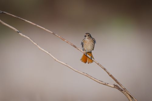 Free A delicate bird on a single branch in a minimalistic outdoor scene. Stock Photo
