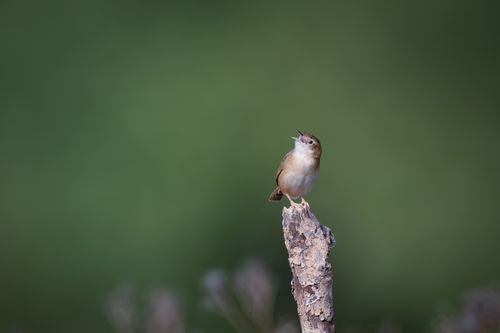 Free A small bird perched on a branch singing against a blurred green backdrop. Stock Photo