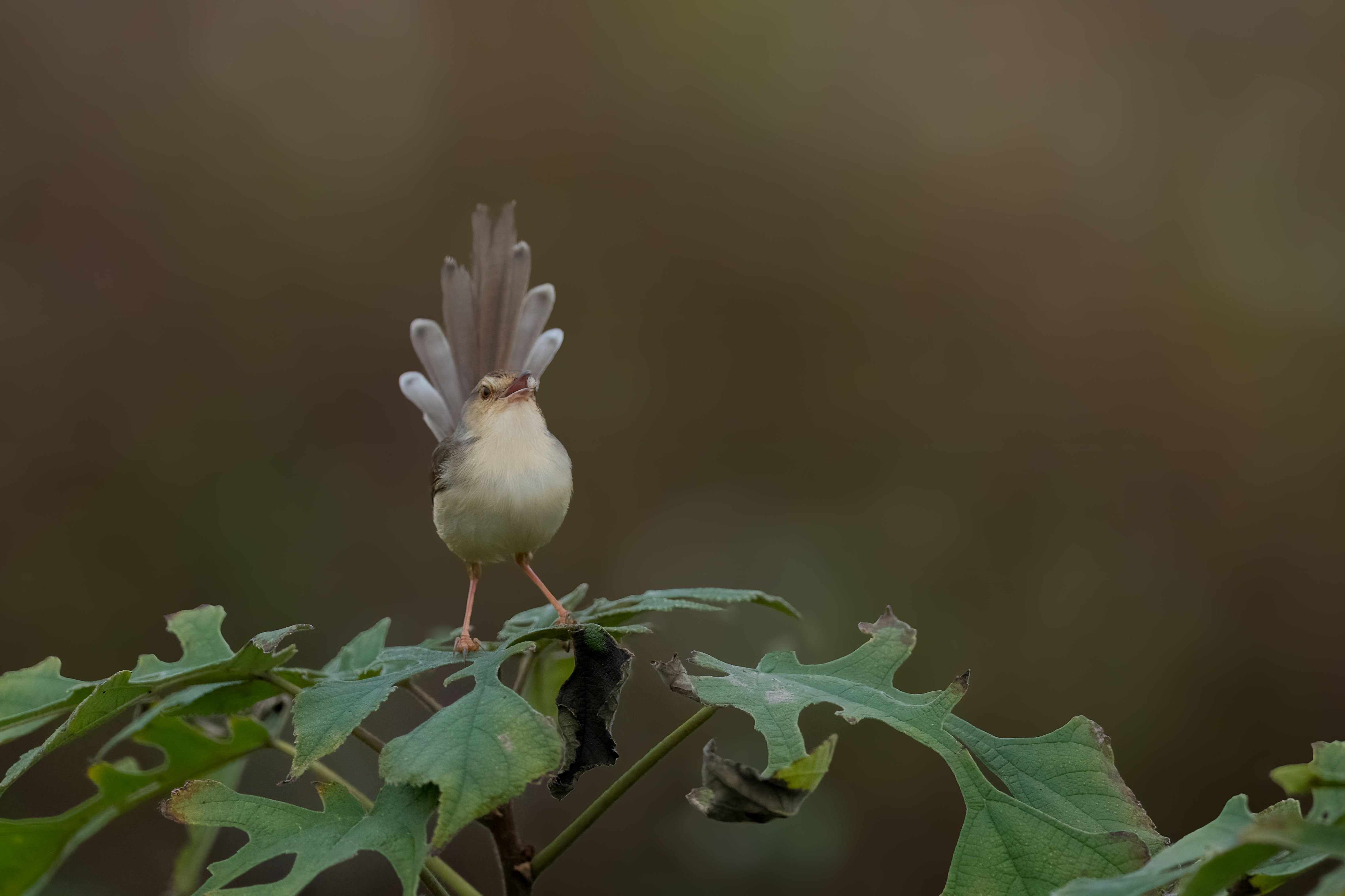 bezplatná Půvabný pták Cisticola předvádí svůj propracovaný ocas, zatímco sedí na svěže zeleném listu. Základová fotografie
