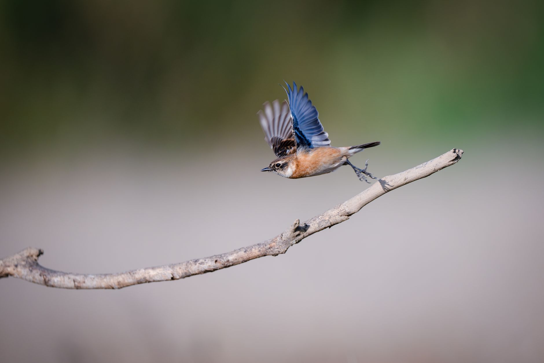 Monday Swift Transition