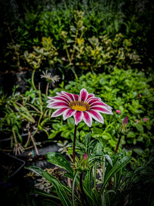 Free A Splash of Pink in Nature’s Green Canvas Stock Photo