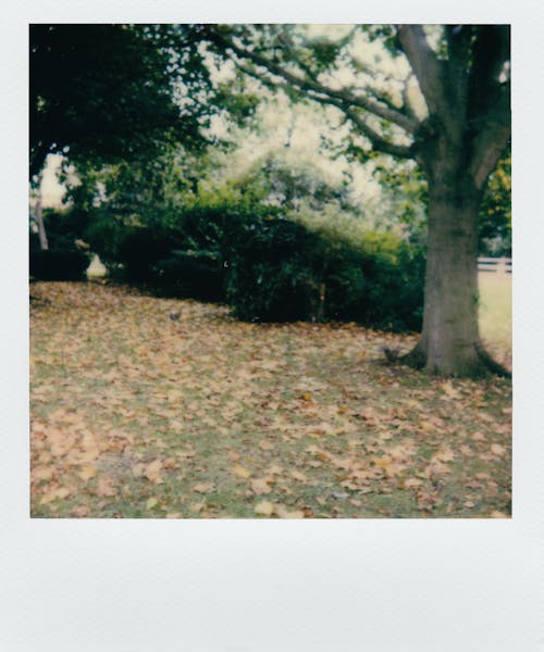 Безкоштовне стокове фото на тему «Polaroid, дерева, Деревина»
