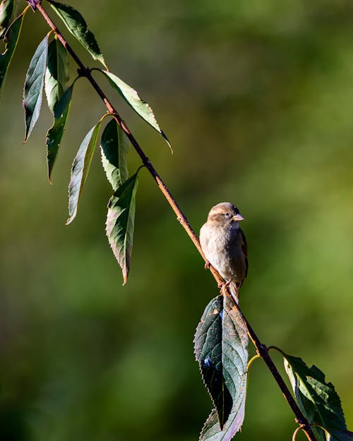 나뭇 가지에있는 짧은 부리 갈색 새의 선택 초점 사진