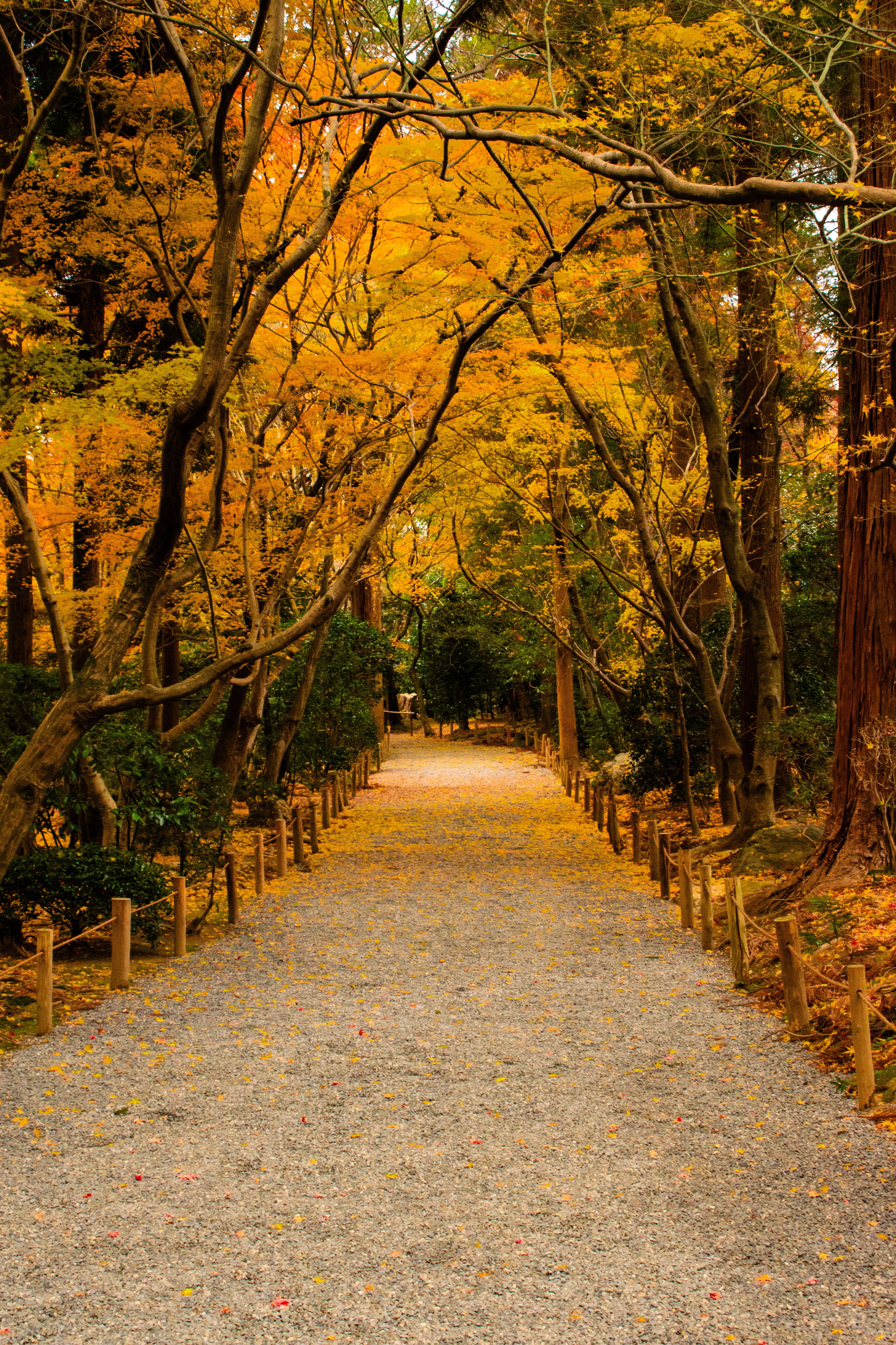 Scenic Autumn Pathway in Kyoto Japan · Free Stock Photo