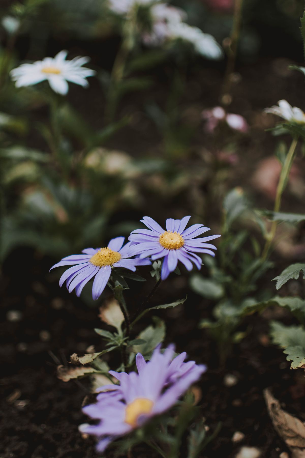 Le voisin peut-il porter plainte contre votre chien dans le jardin ?