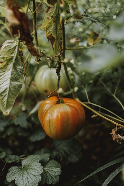 Tomate Maduro