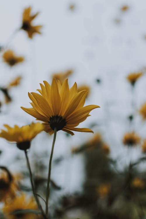 Free Yellow-petaled Flower Stock Photo