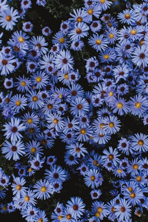 Flores De Pétalas Azuis