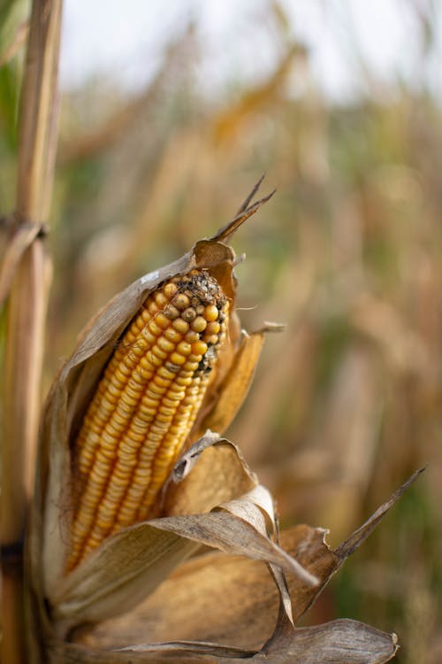 Ripe corn ear with dried leaves growing on blurred background of field in countryside