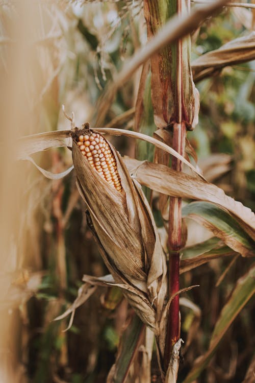 Foto stok gratis agrikultura, flora, Jagung