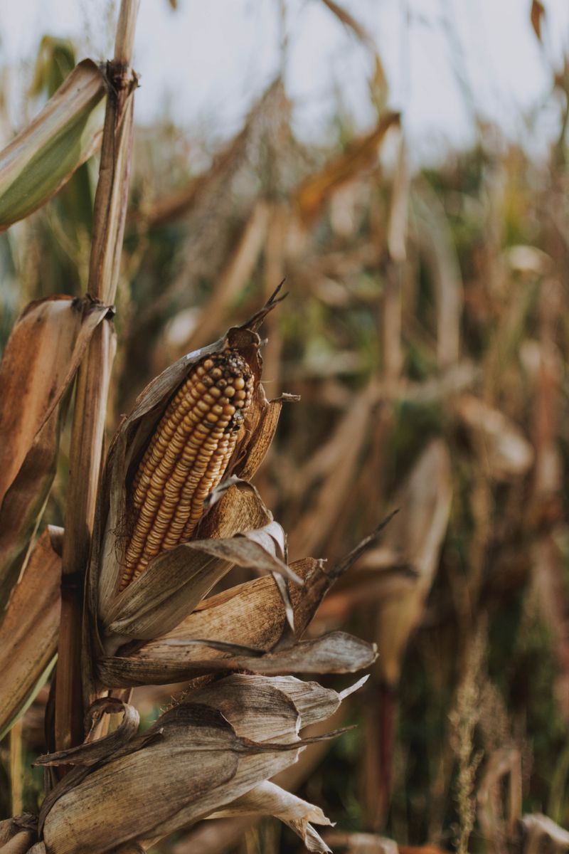 Ripe corn cob ready for harvest