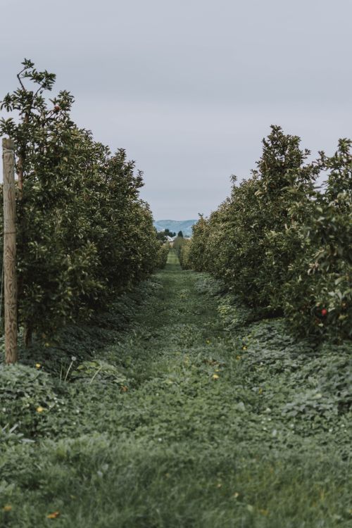 Trees in a walled garden — photo by lil artsy on Pexels