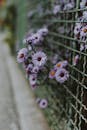 铁丝网围栏上，美丽的薰衣草雏菊静静绽放，营造出宁静自然的户外场景
