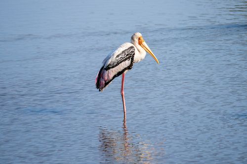 Free A painted stork elegantly standing in the water, showcasing natural beauty. Stock Photo