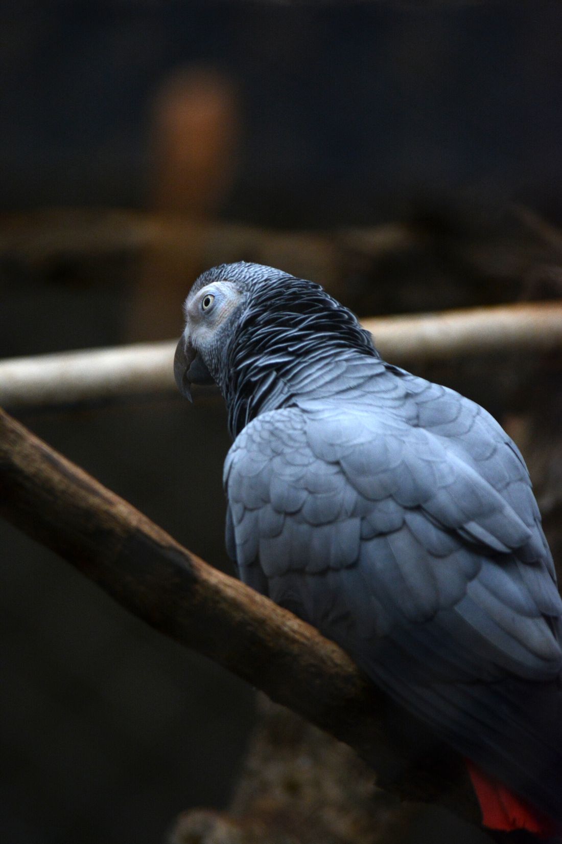 African grey parrot perched on a branch