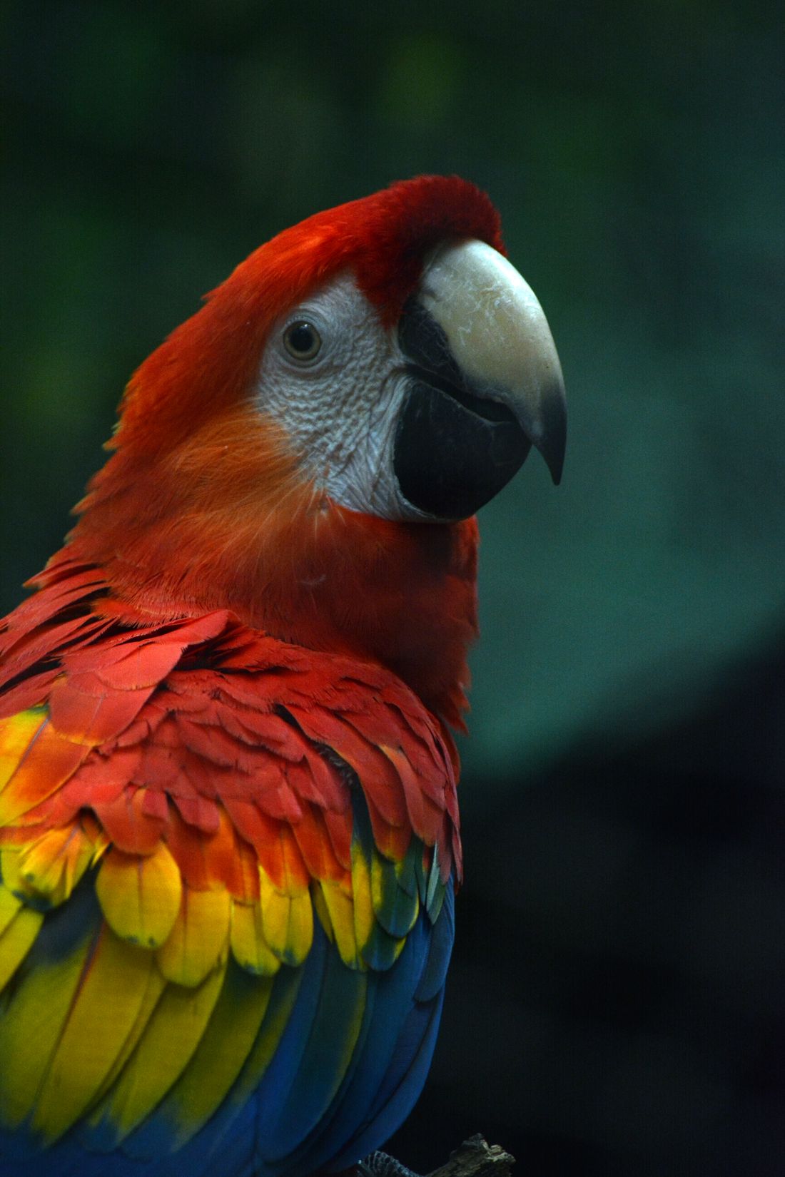 African grey parrot perched on a branch