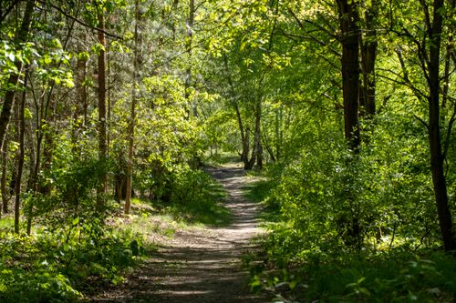 Free A serene forest trail surrounded by lush greenery, ideal for nature walks and hiking. Stock Photo
