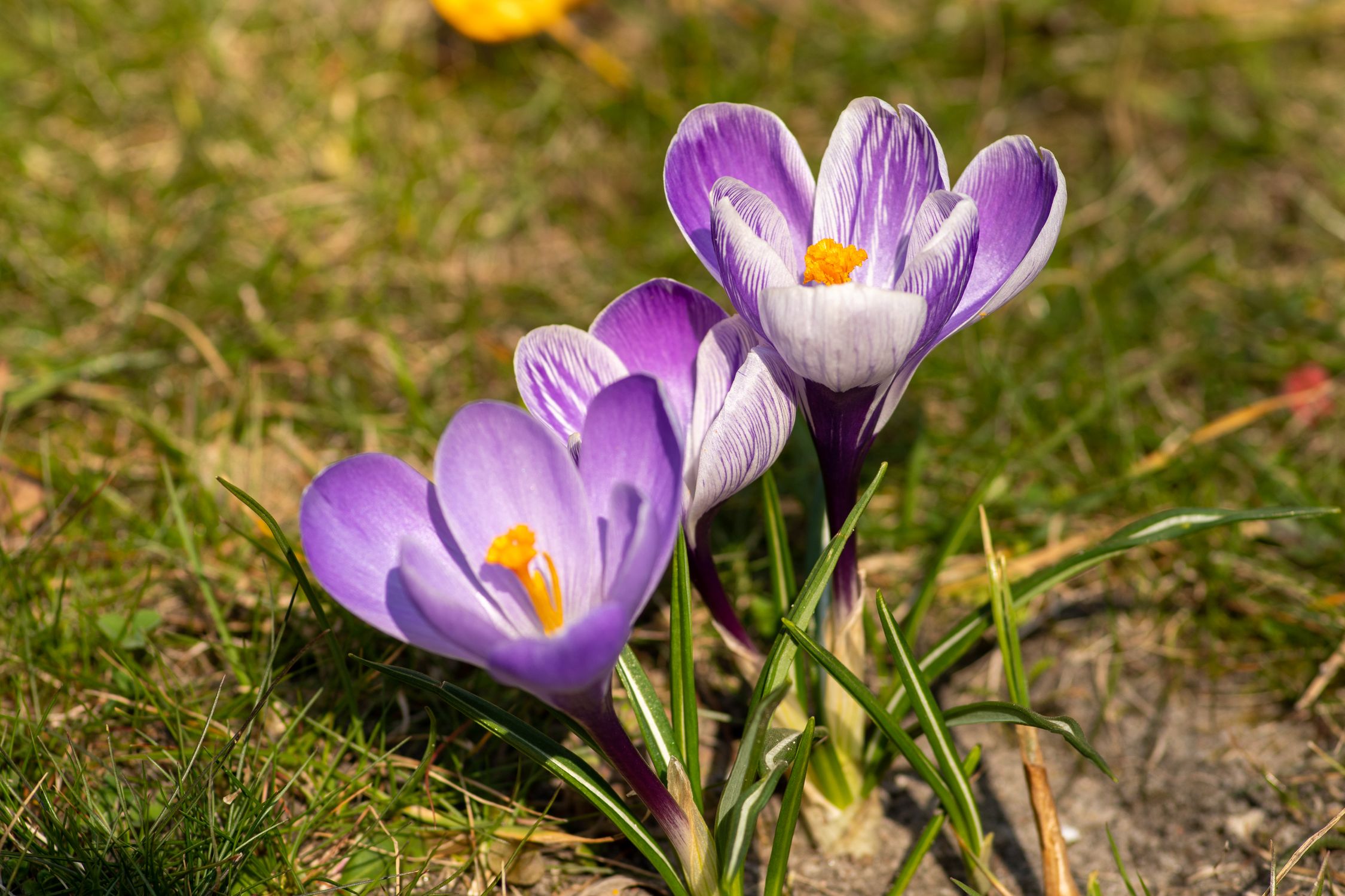 Purple Crocus Flowers Blooming in Spring · Free Stock Photo