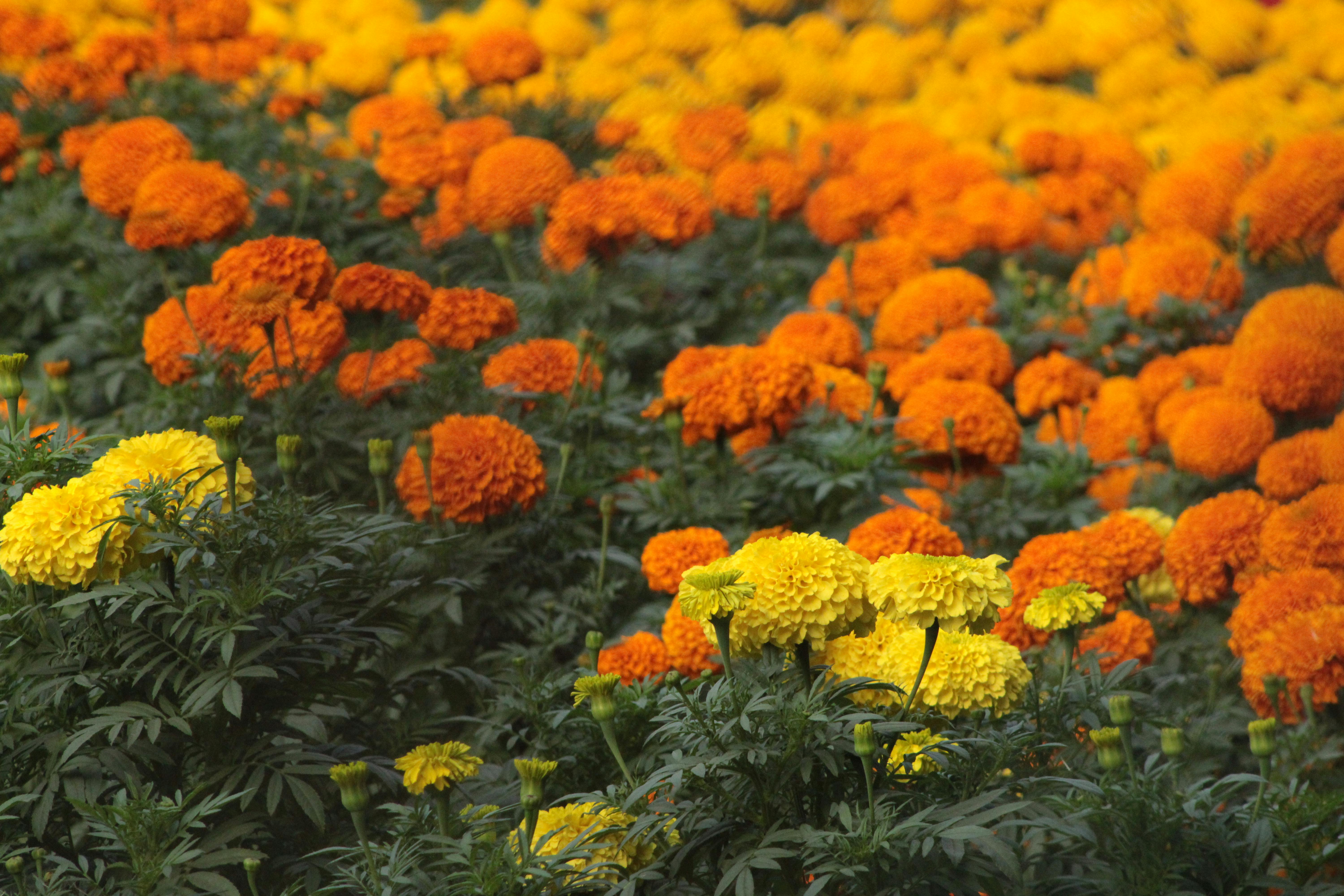 Free A colorful field of blooming orange and yellow marigold flowers showcasing nature's beauty. Stock Photo