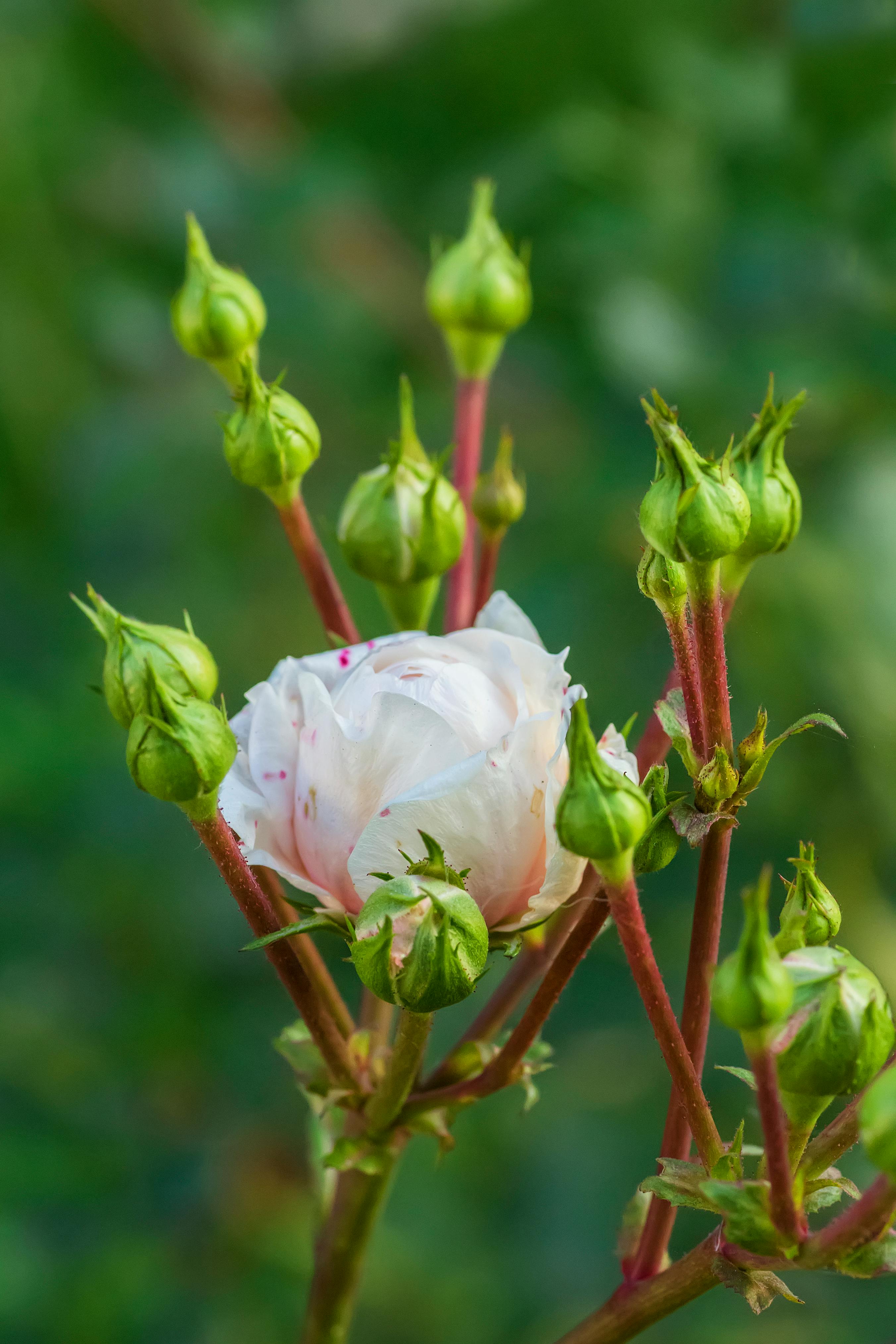 Nikola Cvetkovic Photography