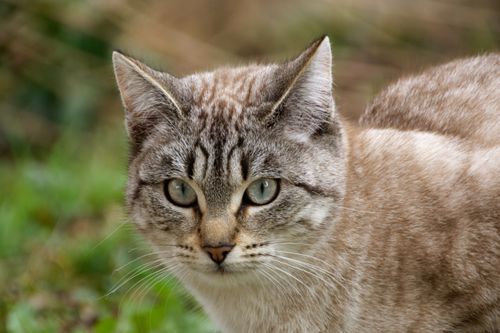 Free Intimate portrait of a tabby cat with striking eyes in natural setting. Stock Photo