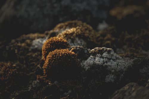 Free A close-up of moss growing on rocks with dramatic lighting at twilight. Stock Photo