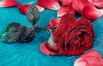 一朵红玫瑰的特写镜头中，露珠点缀在充满活力的蓝色表面上，营造出引人注目的视觉冲击力