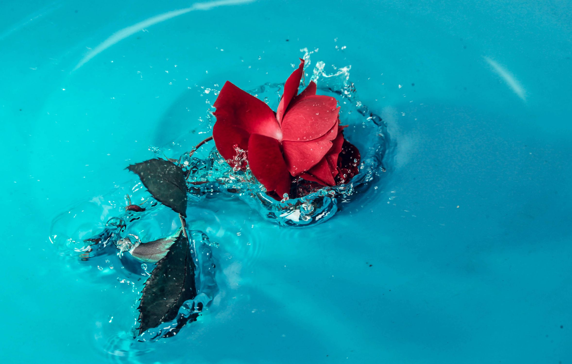 Rose in Water · Free Stock Photo