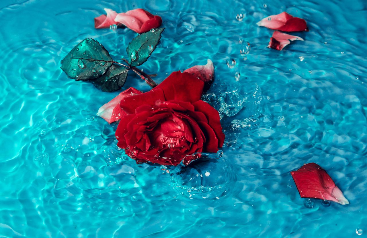 vibrant red rose with petals floating on clear blue water creating a s