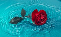 Red Rose on Blue Water