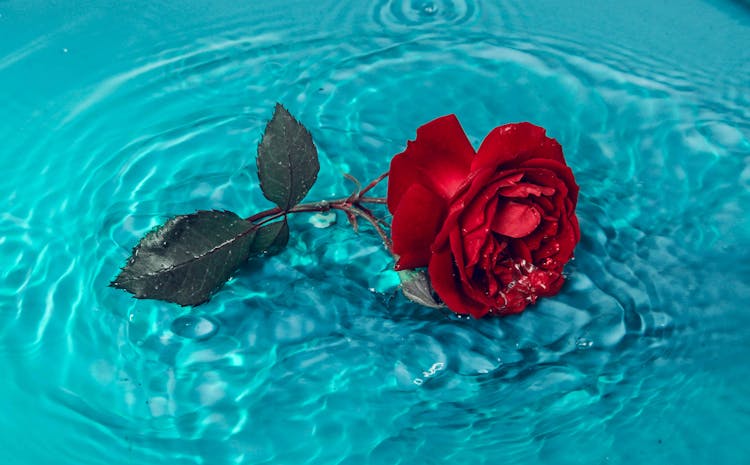 Red Rose On Blue Water