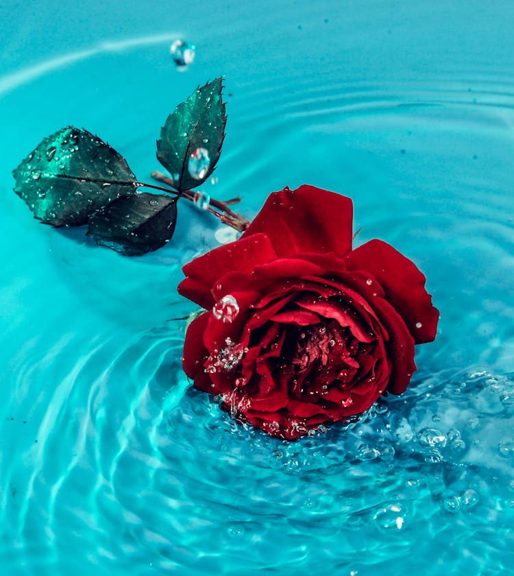 Red Rose Flower On Body Of Water