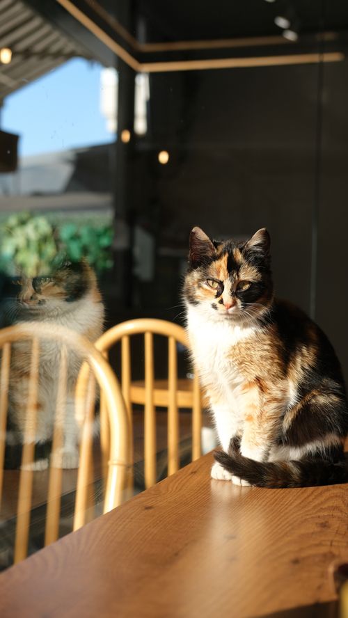 Free A calico cat enjoying sunlight on a wooden table in a cozy cafe setting. Stock Photo