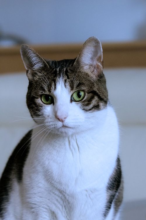 Free Close-up of an adorable tabby cat with striking green eyes, looking directly at the camera. Stock Photo