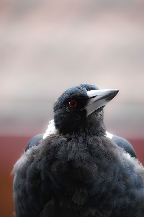 Free Detailed shot of an Australian magpie, highlighted against a soft, blurred background. Stock Photo