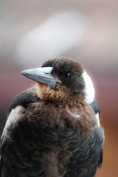 Detailed close-up shot of a black and white bird with distinct brown plumage and a sharp beak.