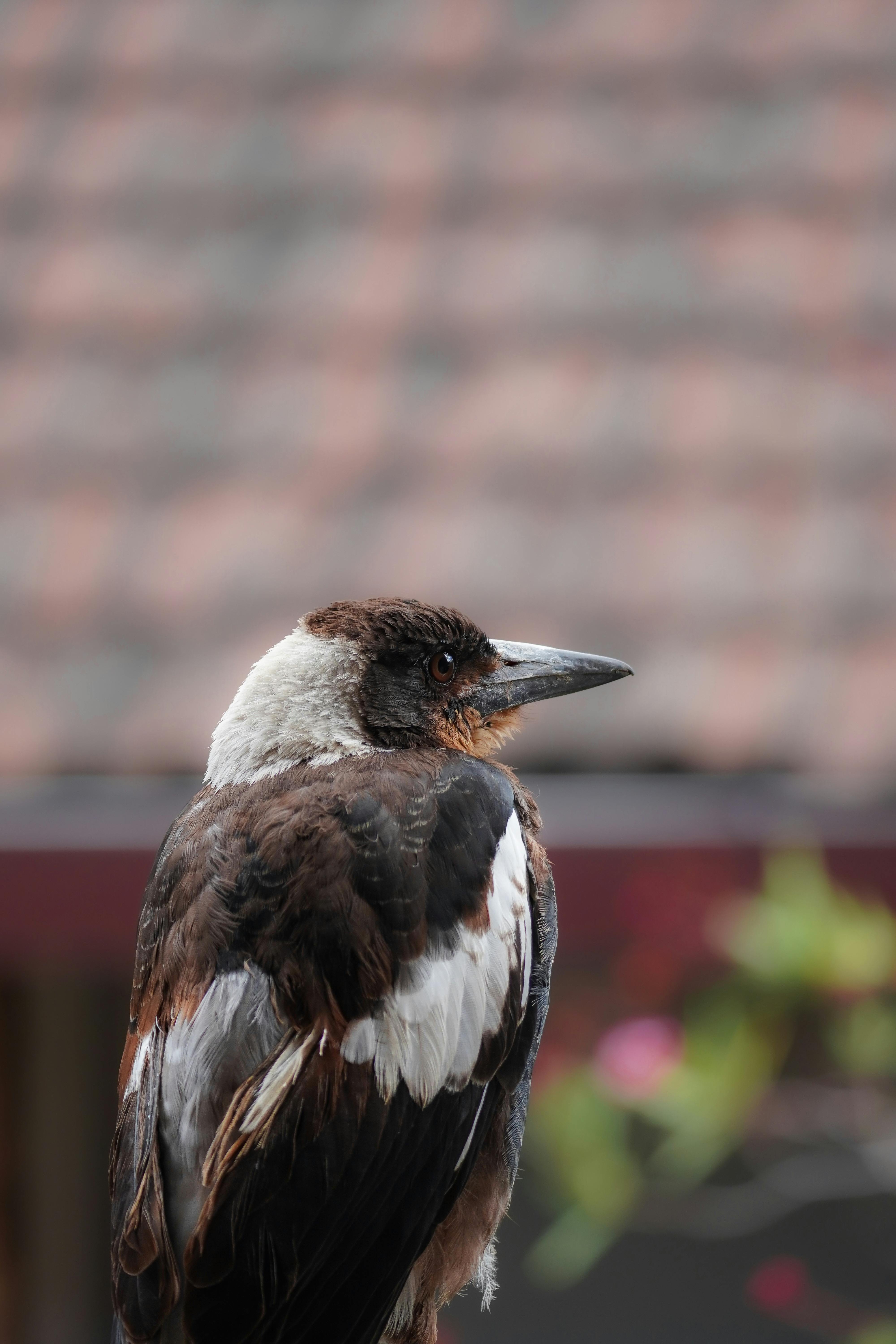 Close-up of an Australian butcherbird sitting in profile view outdoors.
