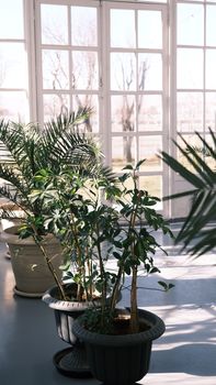 Bright indoor garden with lush potted plants under sunlight near large windows. - Fotografer Sidoarjo