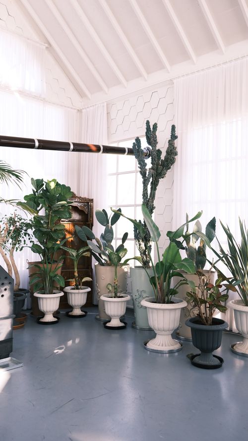 Free A diverse arrangement of potted indoor plants in a well-lit modern room. Stock Photo