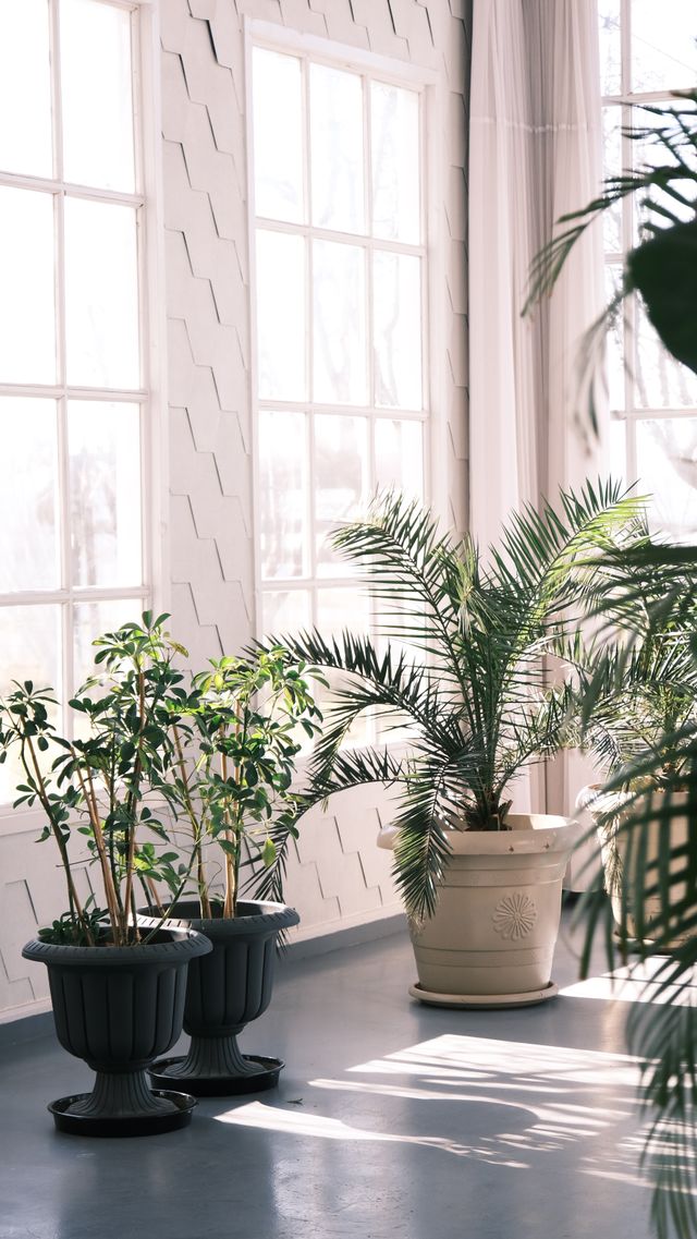 Sunlit modern room full of plants